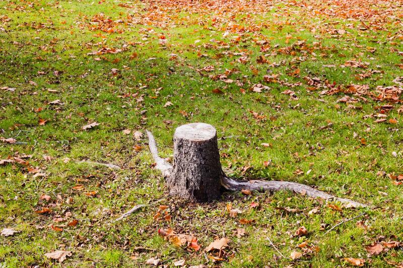 a tree stump left behind