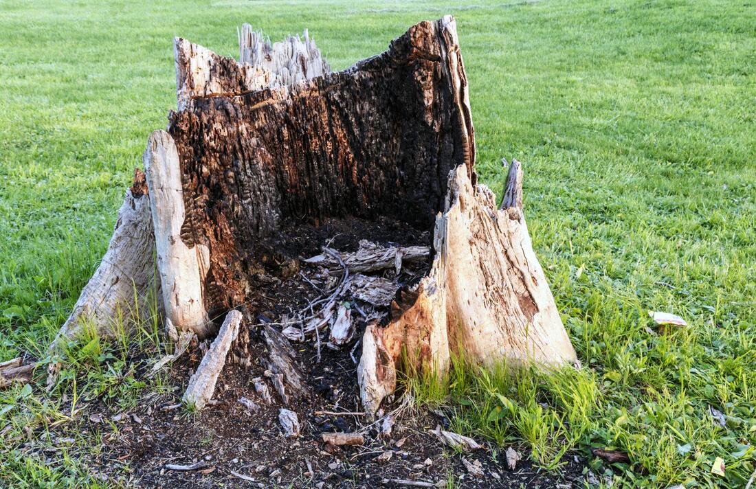 stump after tree got removed 